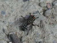 Dambordvliegen [Sarcophagidae]